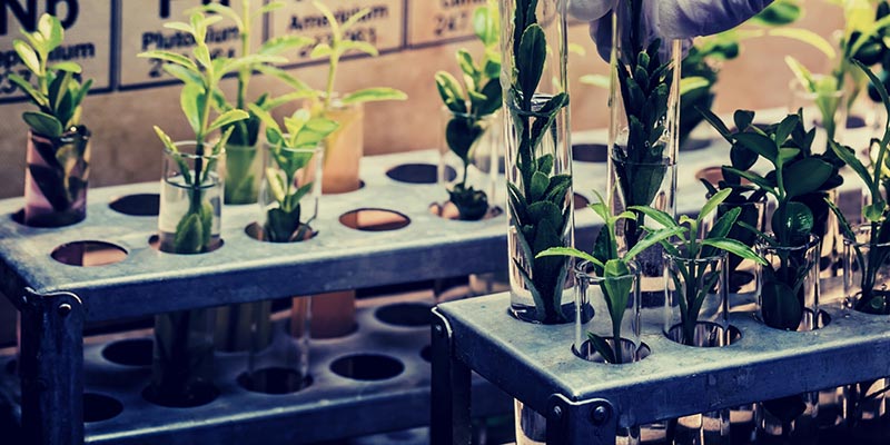 rows of plants in test tubes